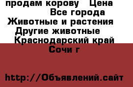 продам корову › Цена ­ 70 000 - Все города Животные и растения » Другие животные   . Краснодарский край,Сочи г.